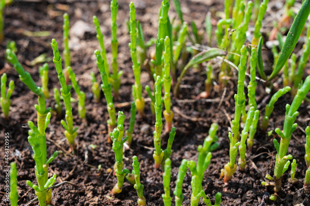 Botanical collection, edible sea succulent plant, Salicornia or sea glassworth weed, growing on salt marshes Botanical collection, edible sea succulent plant, Salicornia or sea glassworth weed, growing on salt marshes