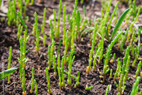 Botanical collection, edible sea succulent plant, Salicornia or sea glassworth weed, growing on salt marshes