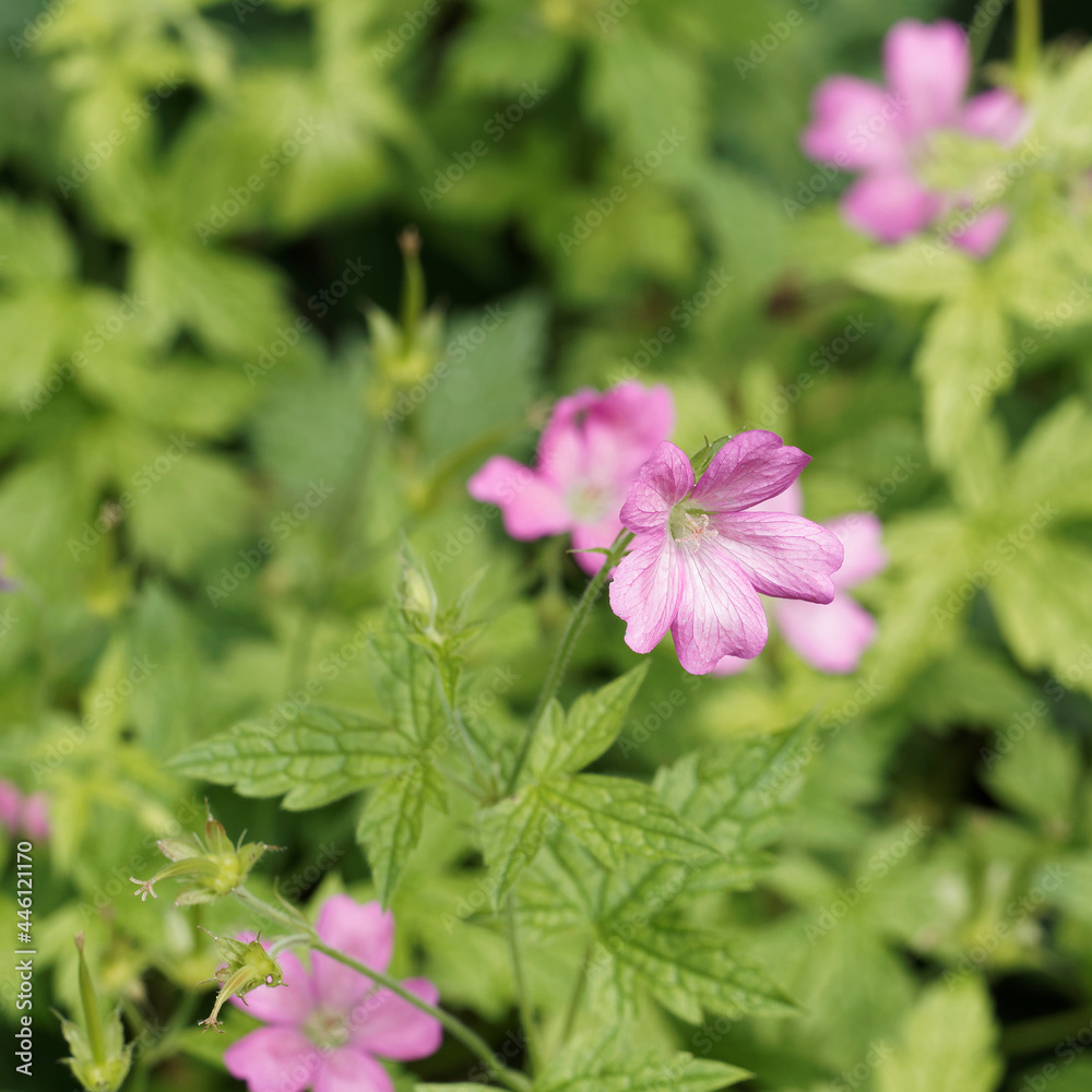 (Geranium nodosum) Géranium noueux ou géranium à tige noueuse à petites fleurs décoratives roses dans un feuillage couvre-sol vert foncé (Geranium nodosum) Géranium noueux ou géranium à tige noueuse à petites fleurs décoratives roses dans un feuillage couvre-sol vert foncé