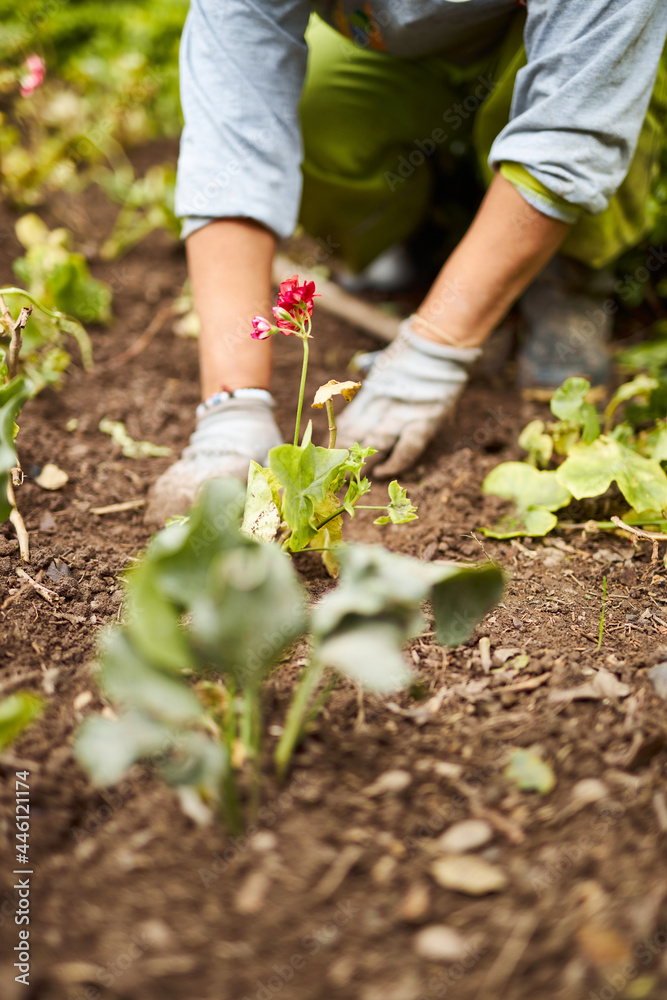 una flor roja, mujer latina trabajando en mantenimiento de jardin con un pico en un paque 