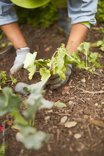 mujer latina mayor trabajando en mantenimiento de jardin en un parque 