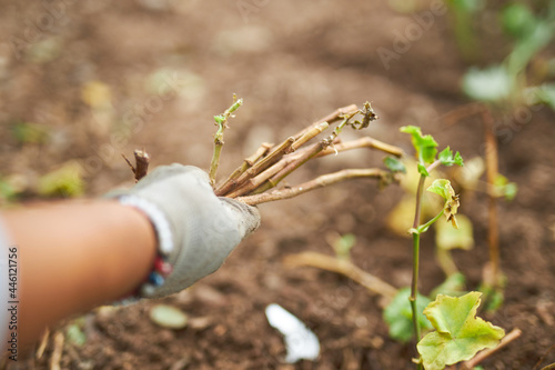 mujer latina trabajando en mantenimiento de jardin en un parque 