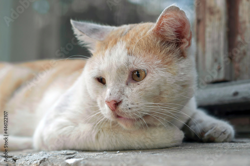 A sick brown-and-white stray cat abandoned on the street. The topic of veterinary medicine and animal cruelty