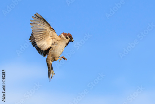 bird sparrow flies against a blue clear sky in a spring garden