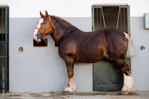 Full body portrait of a chestnut breton horse photo
