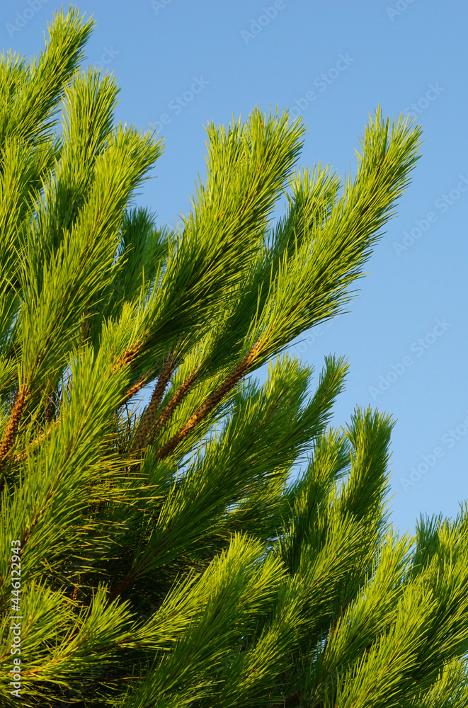 Top of pine tree with green needle-like twigs on the blue sky background Top of pine tree with green needle-like twigs on the blue sky background