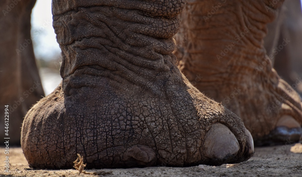 Fototapeta premium close up of an elephant