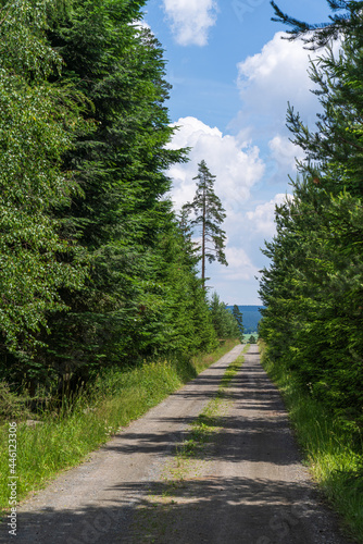 Road in forest. Forest footpath.