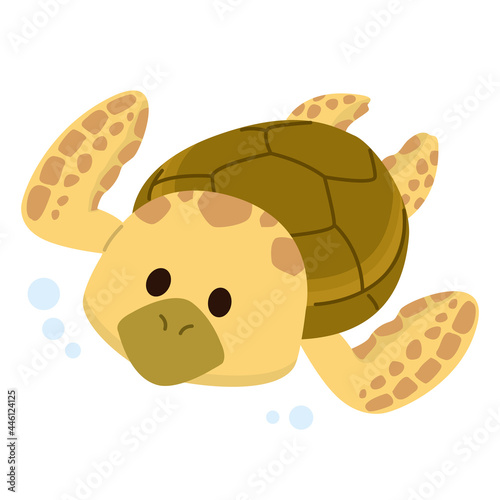 ウミガメ