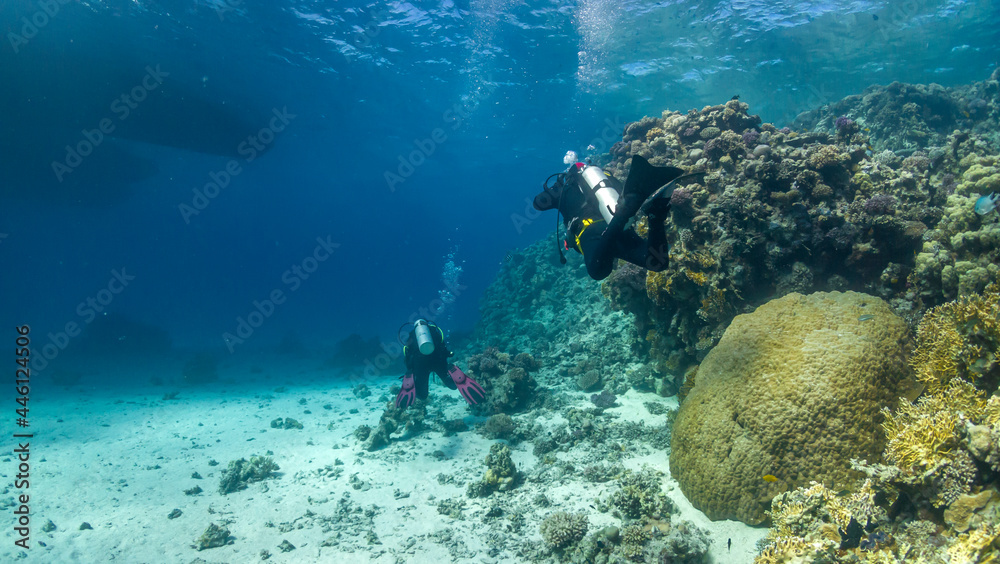 Fototapeta premium Diver and dolphin dive in the Red Sea