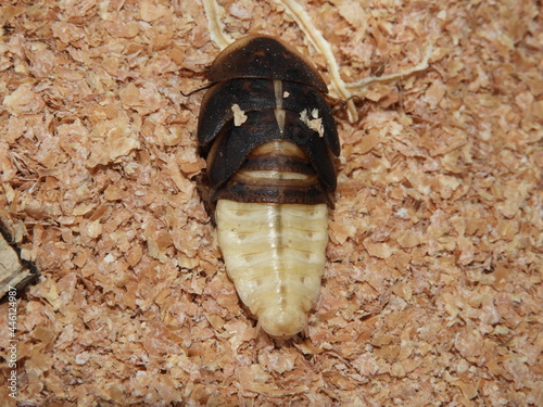 Cucaracha 