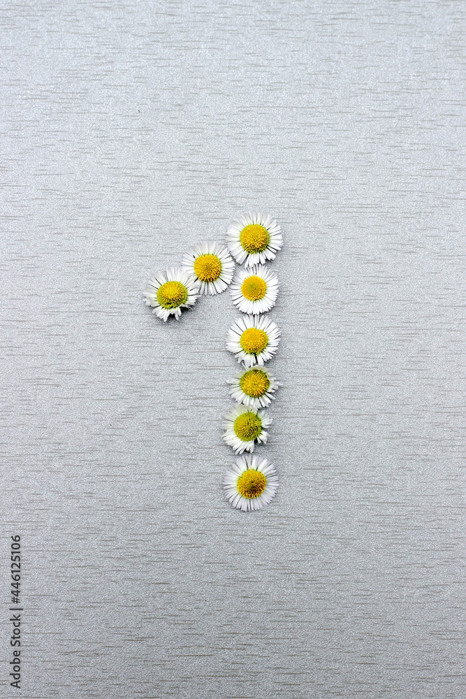 Number 1 of the daisy flower on a gray background. Vertical photo Number 1 of the daisy flower on a gray background. Vertical photo