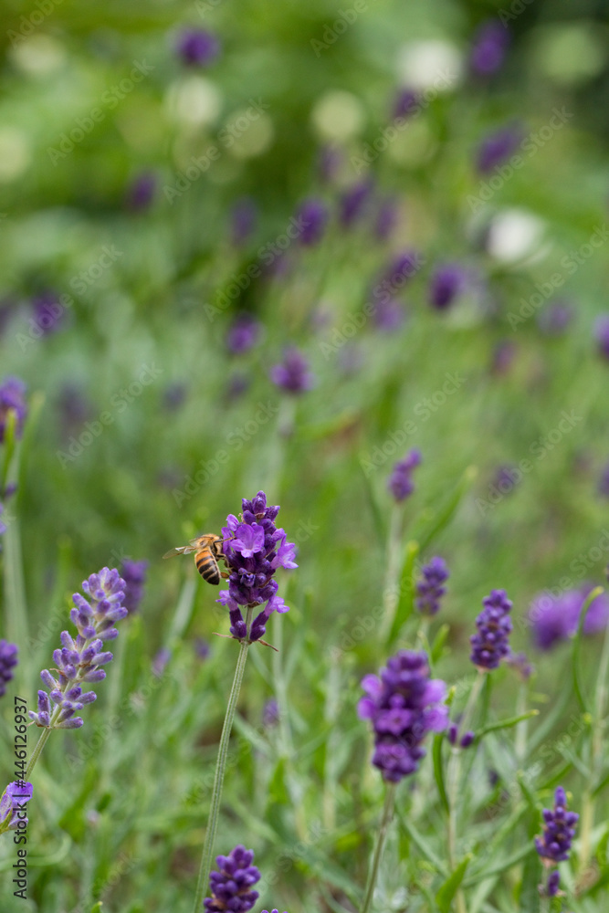 Honey Bee on Lavender flowers in a garden in July Honey Bee on Lavender flowers in a garden in July
