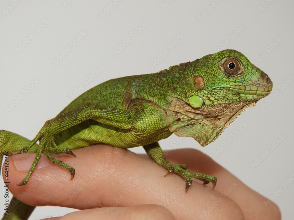 Fototapeta premium Iguana
