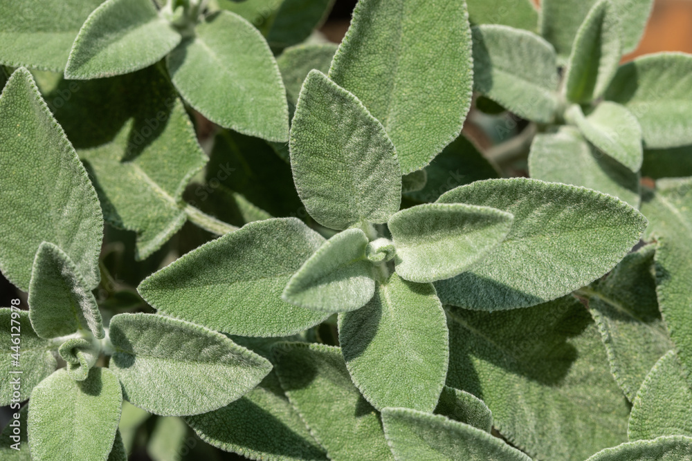 Salvia officinalis, common sage, used in medicinal and culinary, sage closeup Salvia officinalis, common sage, used in medicinal and culinary, sage closeup