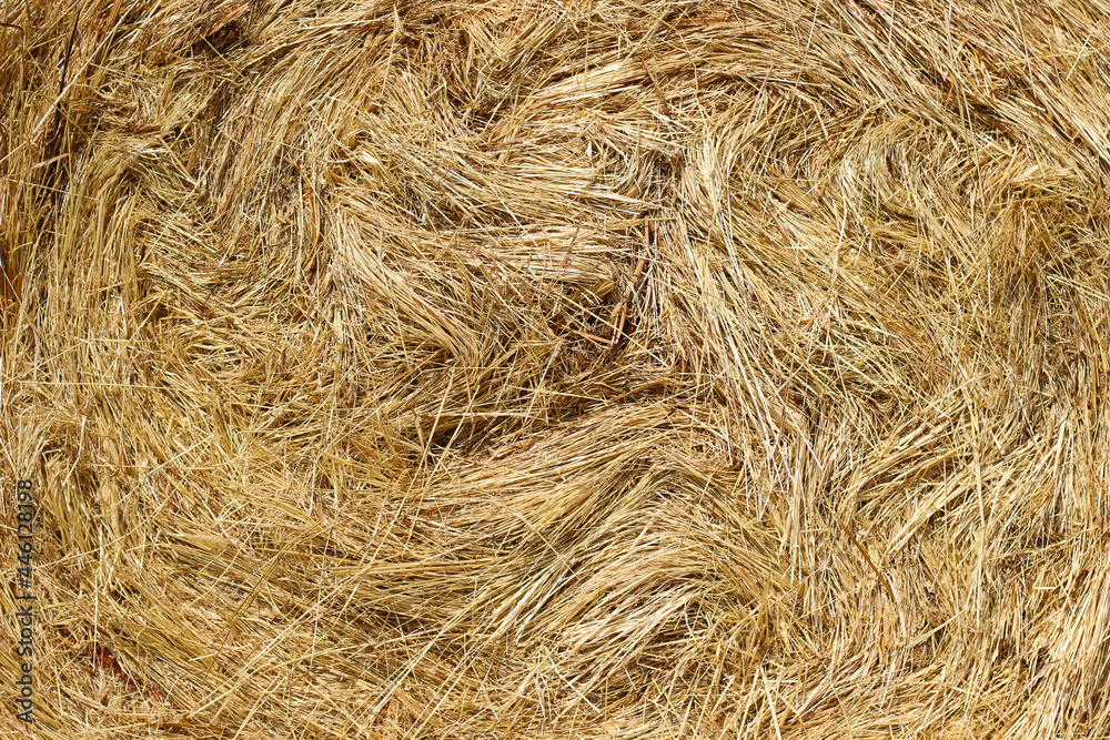 Dry Hay Texture for background. Close up photo of Straw. Bale of yellow grass for fodder. Autumn Harvest Dry Hay Texture for background. Close up photo of Straw. Bale of yellow grass for fodder. Autumn Harvest