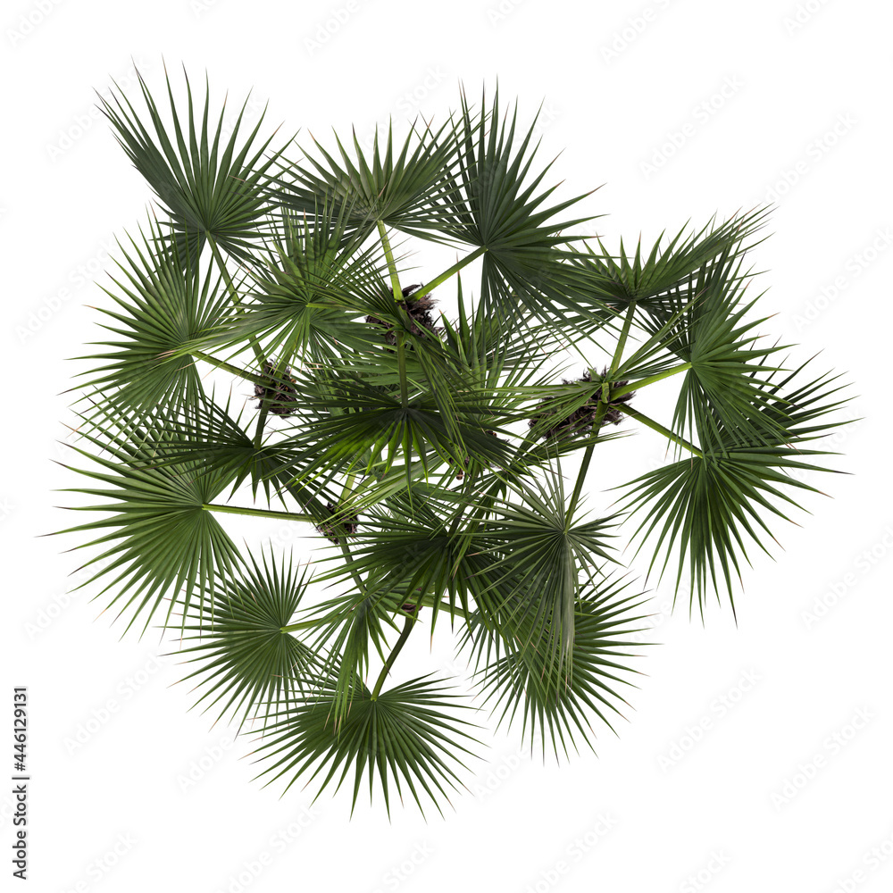 VEGETATION TOP VIEW - TREES AND BUSHES IN PLAN VEGETATION TOP VIEW - TREES AND BUSHES IN PLAN