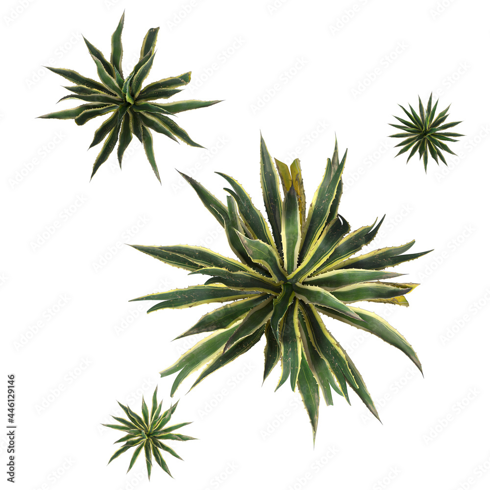 VEGETATION TOP VIEW - TREES AND BUSHES IN PLAN VEGETATION TOP VIEW - TREES AND BUSHES IN PLAN