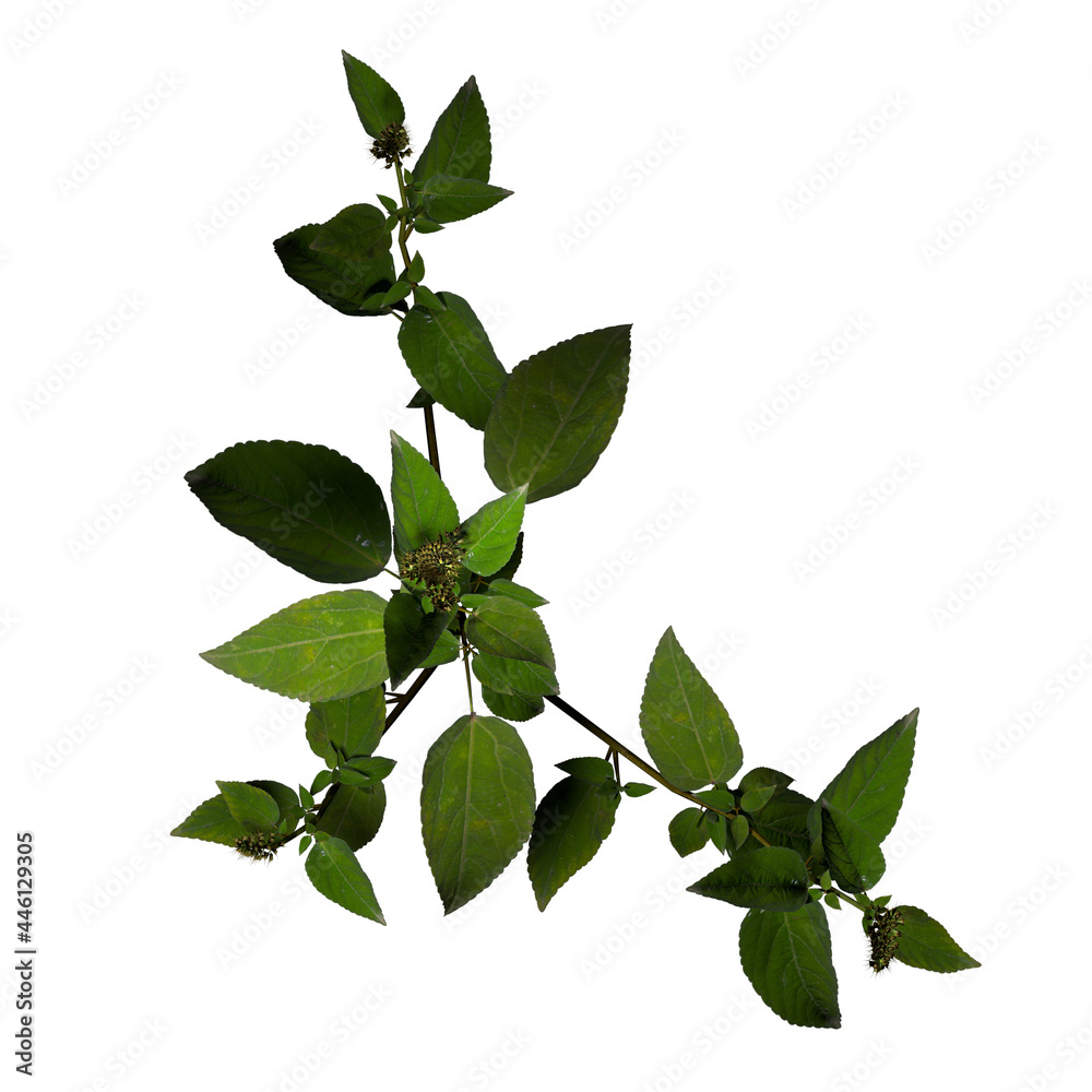 VEGETATION TOP VIEW - TREES AND BUSHES IN PLAN VEGETATION TOP VIEW - TREES AND BUSHES IN PLAN