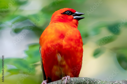 Red fody - Foudia madagascariensis photo