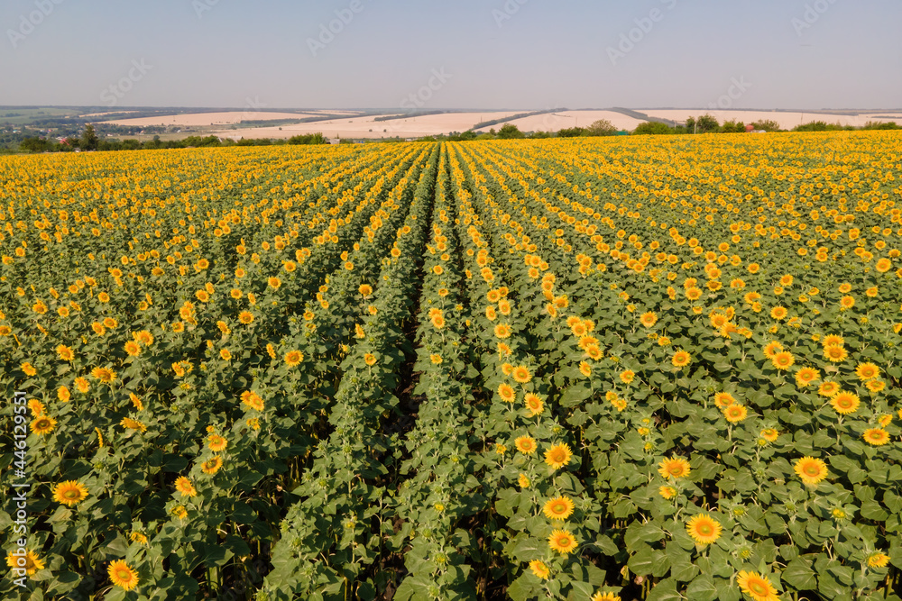 Young sunflower in the field. Aerial over even young rows of sunflowers. Agricultural field Cultivated