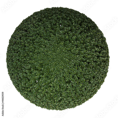 VEGETATION TOP VIEW - TREES AND BUSHES IN PLAN	