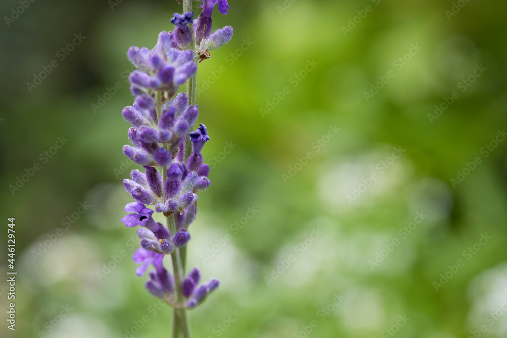 Lavender flower in close-up in a garden in July, United Kingdom Lavender flower in close-up in a garden in July, United Kingdom