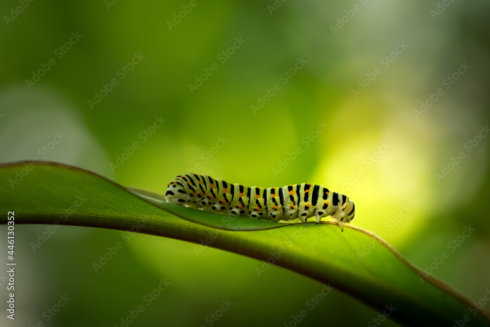 close-up of a green caterpillar with black stripes and orange points on a leaf (Papilio polyxenes). beautiful blurred green background with copy space for text. 