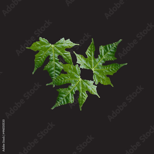 Tropical collection with exotic flowers and leaves. Vector design element isolated on a black background.