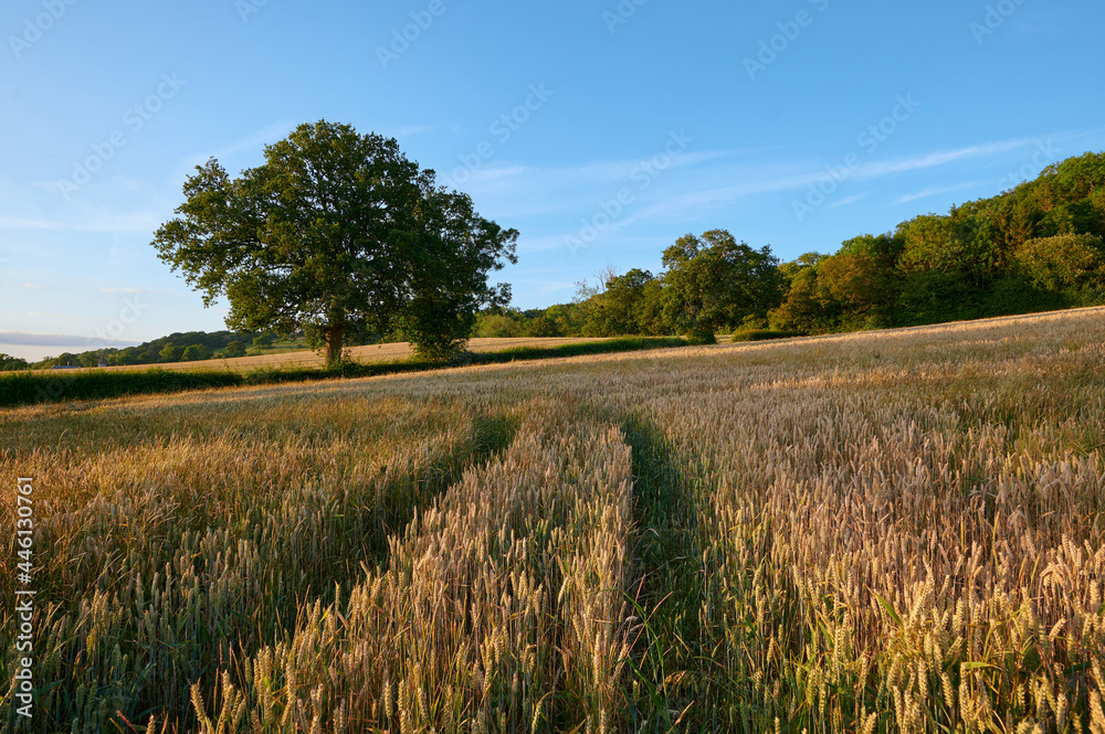 Obraz premium Agriculture corn field in english countryside in summer with blue sky in the evening with trees and hedges