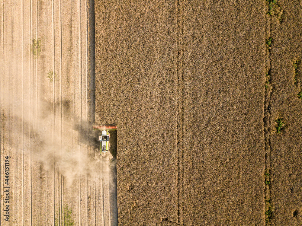 Drone shot of a combine harvester collecting canola on dry dusty farmland for a biofuel. Drone shot of a combine harvester collecting canola on dry dusty farmland for a biofuel.