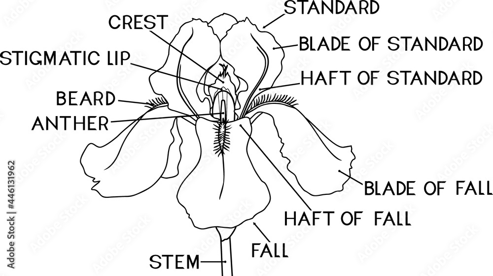 Coloring page with parts of iris flower Stock Vector Adobe Stock