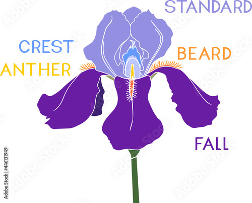 Parts of iris flower isolated on white background