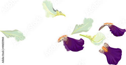 White and purple iris flower petals isolated on white background