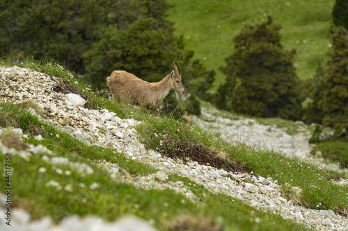 ibex in the french moutains © AUFORT Jérome