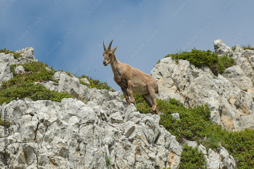 ibex in the french mountains ibex in the french mountains