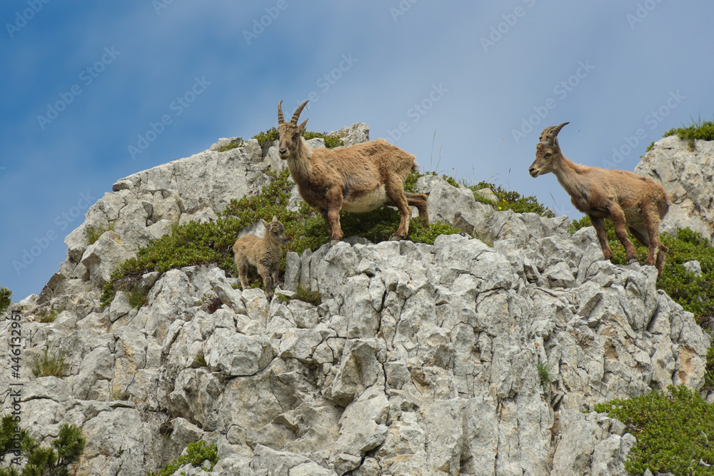 ibex family in the french moutains ibex family in the french moutains