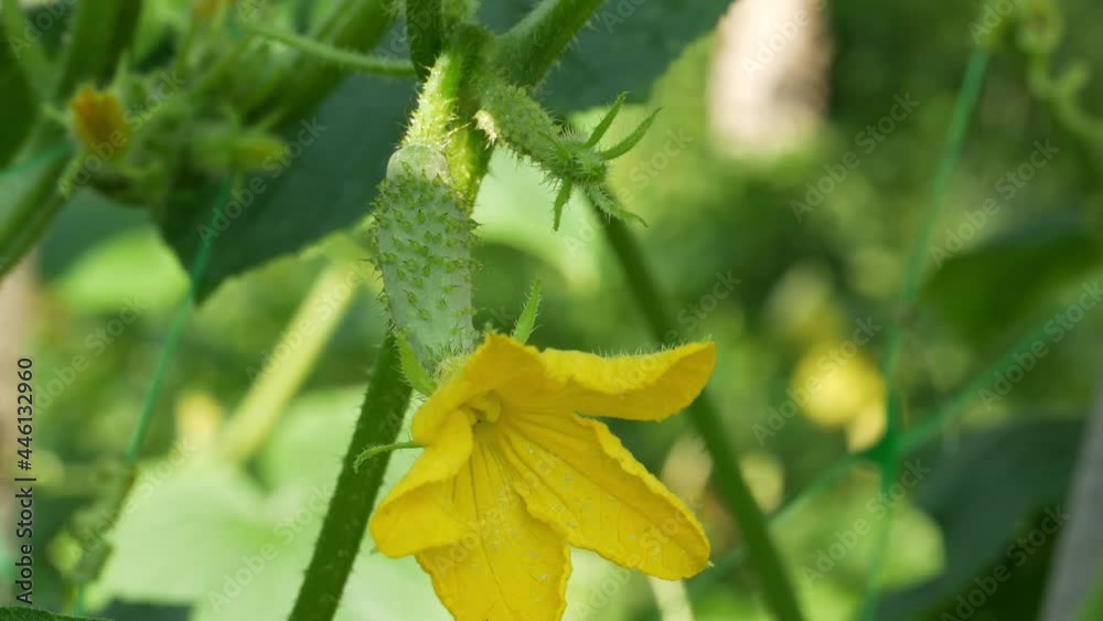 Sunbeams and shadows on a flowering cucumber. Blooming shoots of cucumber. Young cucumber grows on the bush. Sunbeams and shadows on a flowering cucumber. Blooming shoots of cucumber. Young cucumber grows on the bush.