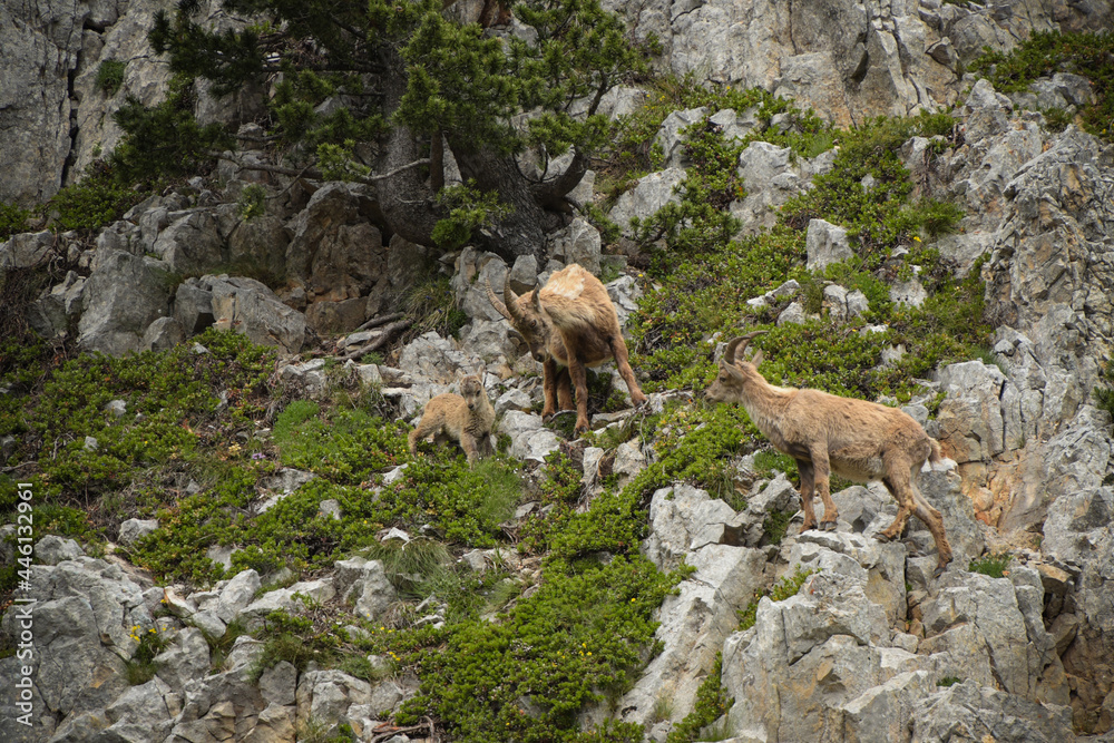 ibex family in the french moutains ibex family in the french moutains