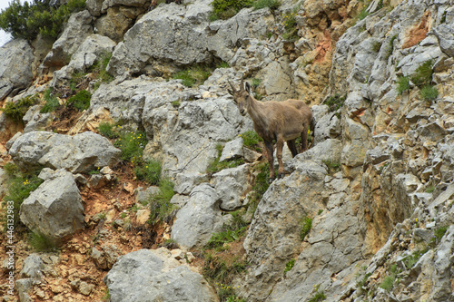 ibex family in the french moutains