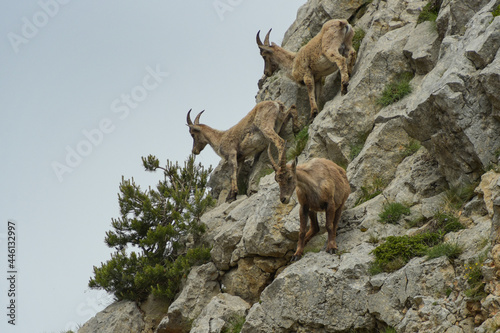 ibex family in the french moutains © AUFORT Jérome