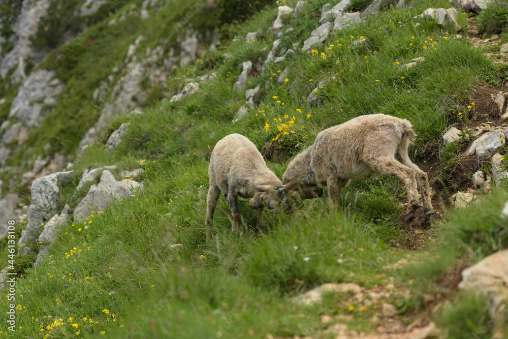 ibex fight in the french mountains ibex fight in the french mountains