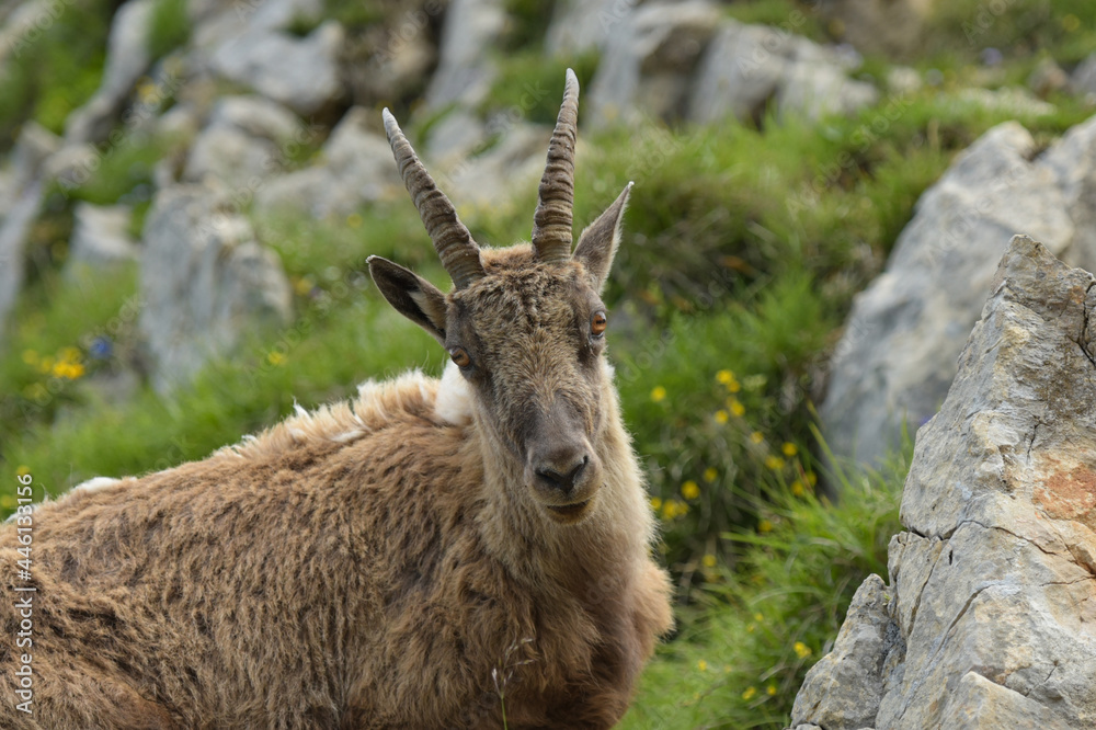 ibex in the french moutains ibex in the french moutains