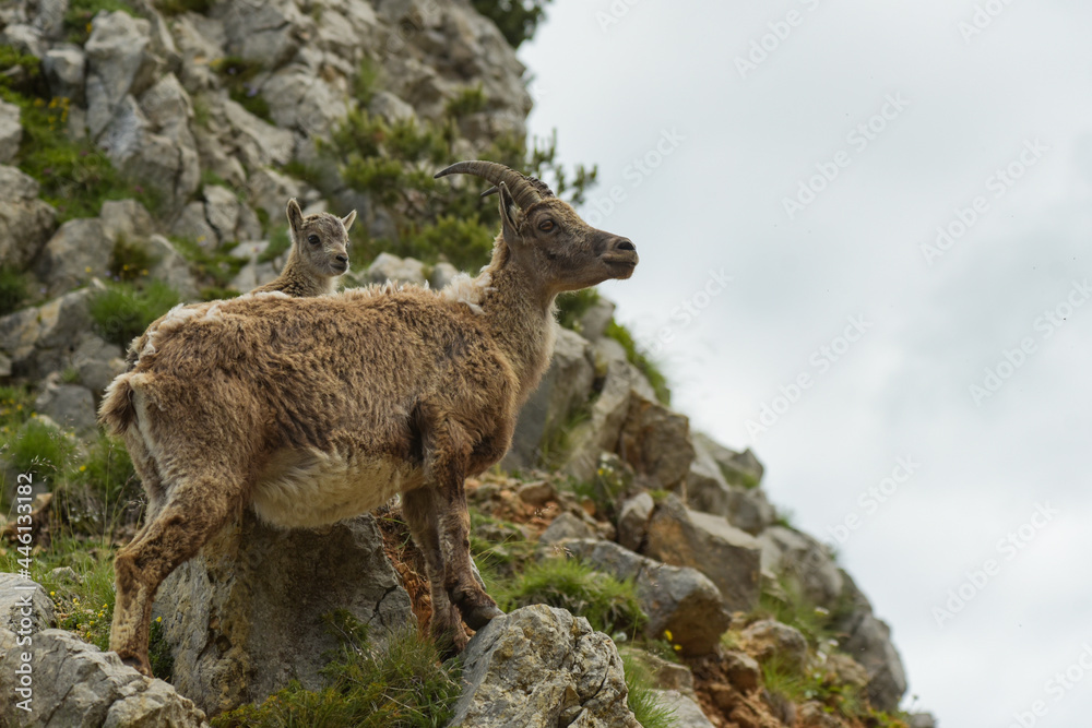ibex family in the french moutains ibex family in the french moutains