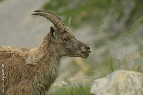 ibex in the french moutains