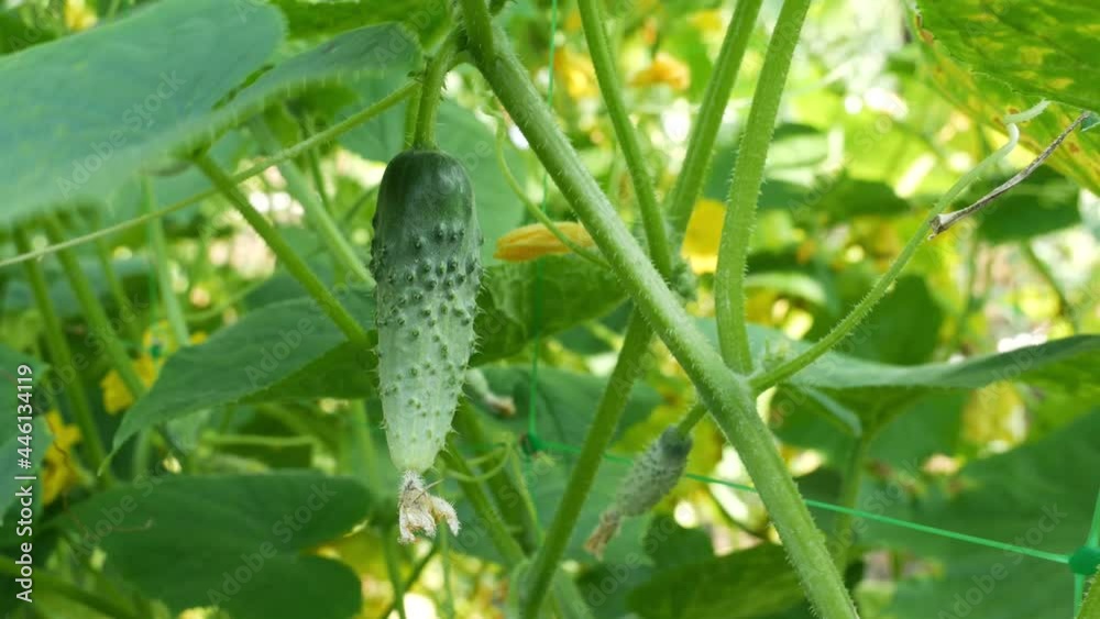Cucumbers growing in the garden, Yellow color of cucumber ovary. Cucumbers growing in the garden, Yellow color of cucumber ovary.