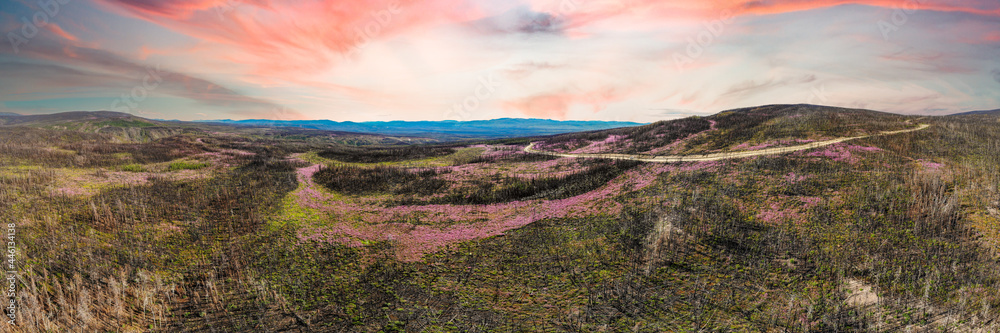 Drone, aerial view of northern Canadian landscape in summer with pink aesthetic dramatic sunset behind mountain peaks and lakes below. Drone, aerial view of northern Canadian landscape in summer with pink aesthetic dramatic sunset behind mountain peaks and lakes below.