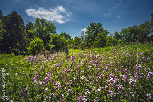 field of wildflowers