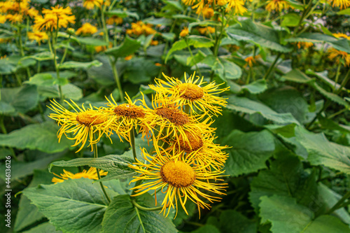 floral background of flowering Inula helenium in the garden photo