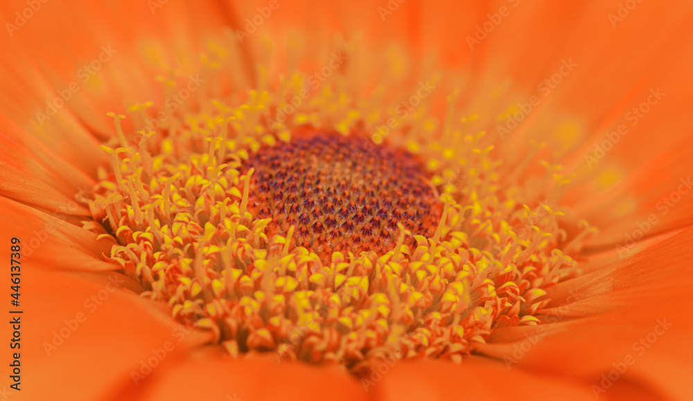 Orange flower close up, natural background Orange flower close up, natural background